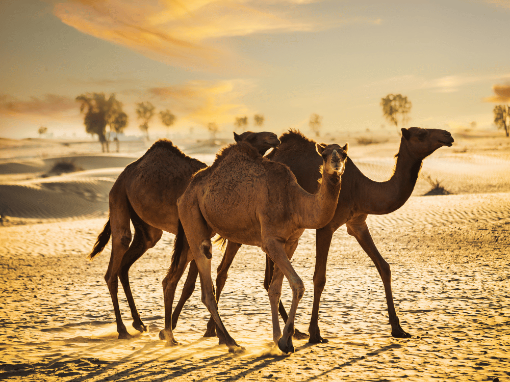 Fast Shipping to Dubai