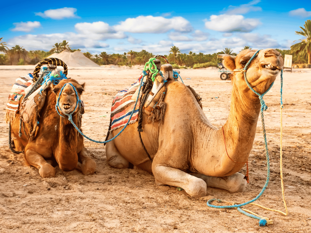 Fast Tunisia Shipping