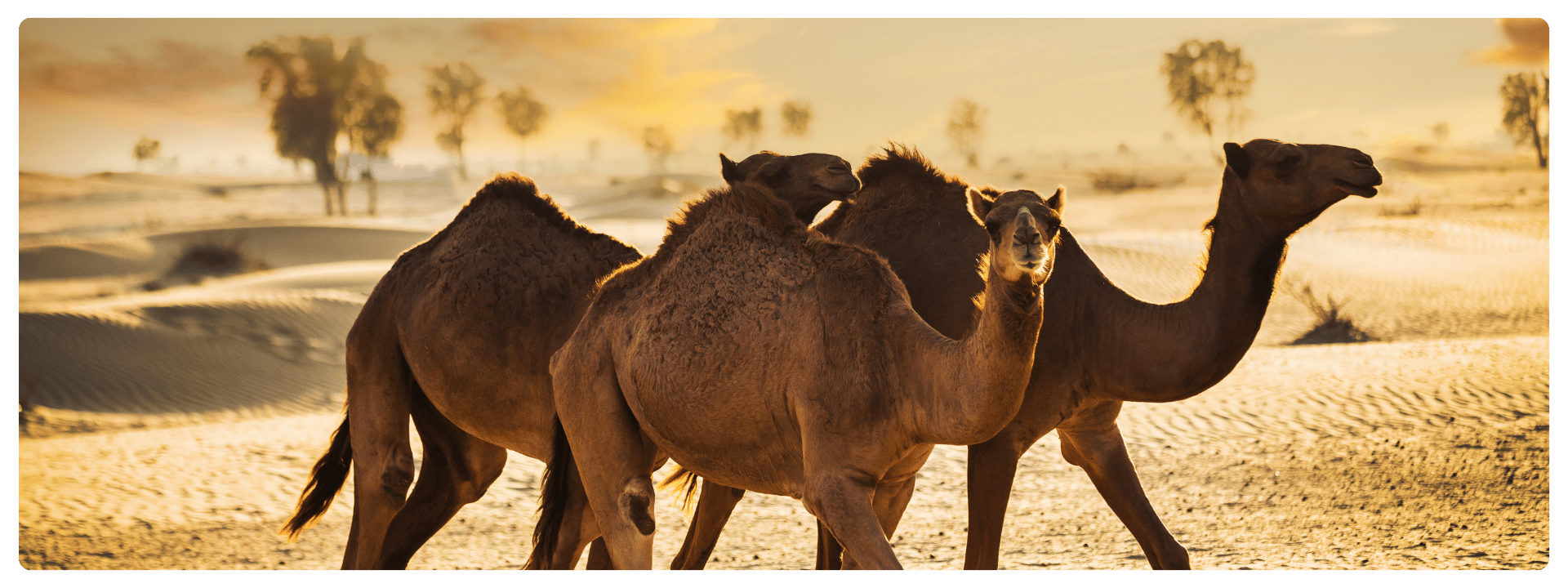 Experience Dubai - UAE